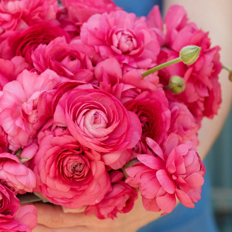 Ranunculus Bulbs - Bonbon - 100 Bulbs - Red Flower Bulbs, Corm Attracts Bees, Attracts Pollinators, Easy to Grow & Maintain, Fragrant, Container Garden