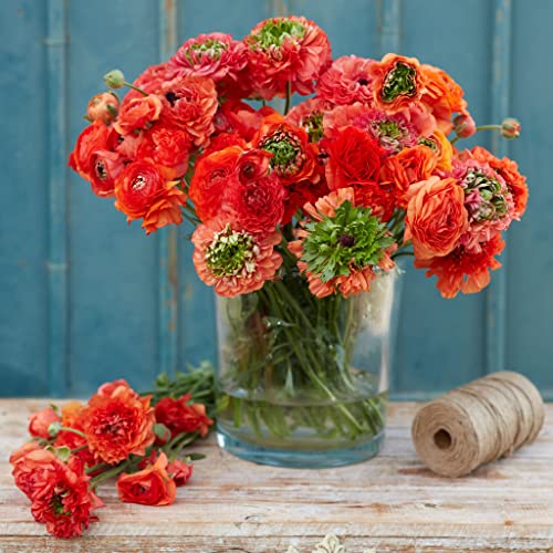 Ranunculus Bulbs - Super Green Orange - 100 Bulbs - Orange Flower Bulbs, Corm Attracts Bees, Attracts Pollinators, Easy to Grow & Maintain, Fragrant, Container Garden