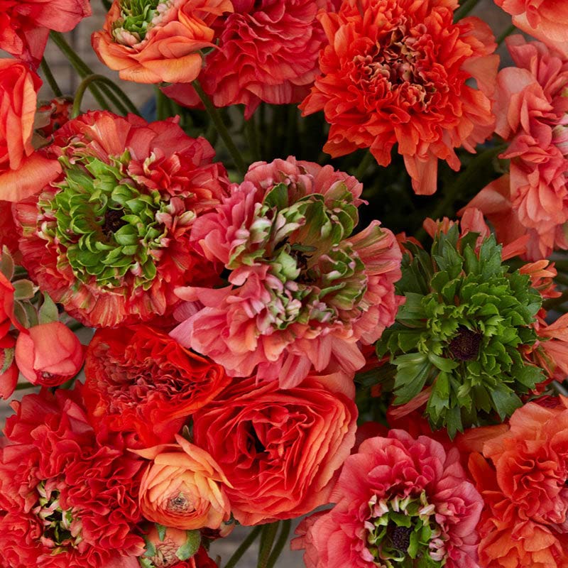 Ranunculus Bulbs - Super Green Orange - 100 Bulbs - Orange Flower Bulbs, Corm Attracts Bees, Attracts Pollinators, Easy to Grow & Maintain, Fragrant, Container Garden