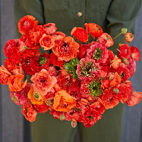 Ranunculus Bulbs - Super Green Orange - 100 Bulbs - Orange Flower Bulbs, Corm Attracts Bees, Attracts Pollinators, Easy to Grow & Maintain, Fragrant, Container Garden