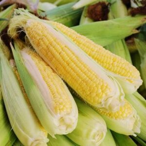 Corn Seeds - Bodacious - 1 Pound - Vegetable Seeds, Hybrid Seed Fast Growing, Culinary