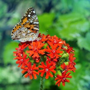 Maltese Cross Seeds - 1 Pound - Red Flower Seeds, Heirloom Seed Attracts Bees, Attracts Butterflies, Attracts Hummingbirds, Attracts Pollinators, Fragrant, Container Garden