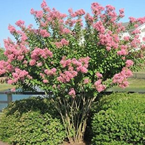 Large HOPI Crape Myrtle, 2-4ft Tall When Shipped, Matures 8-10ft, 1 Tree, Beautiful Bright Pink, (Shipped Well Rooted in Pots with Soil)