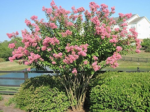 Large HOPI Crape Myrtle, 2-4ft Tall When Shipped, Matures 8-10ft, 1 Tree, Beautiful Bright Pink, (Shipped Well Rooted in Pots with Soil)