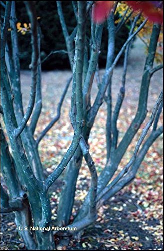 Large HOPI Crape Myrtle, 2-4ft Tall When Shipped, Matures 8-10ft, 1 Tree, Beautiful Bright Pink, (Shipped Well Rooted in Pots with Soil)