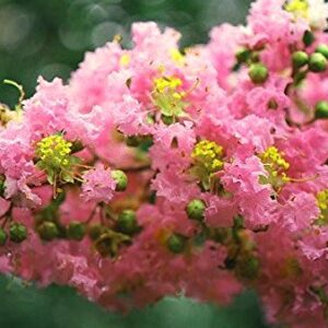 Large HOPI Crape Myrtle, 2-4ft Tall When Shipped, Matures 8-10ft, 1 Tree, Beautiful Bright Pink, (Shipped Well Rooted in Pots with Soil)