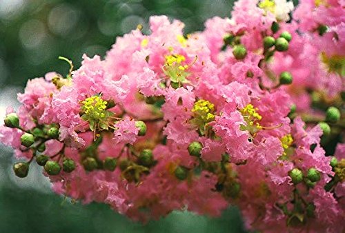 Large HOPI Crape Myrtle, 2-4ft Tall When Shipped, Matures 8-10ft, 1 Tree, Beautiful Bright Pink, (Shipped Well Rooted in Pots with Soil)