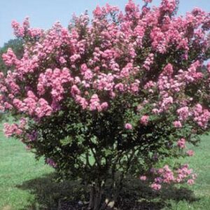 Large HOPI Crape Myrtle, 2-4ft Tall When Shipped, Matures 8-10ft, 1 Tree, Beautiful Bright Pink, (Shipped Well Rooted in Pots with Soil)