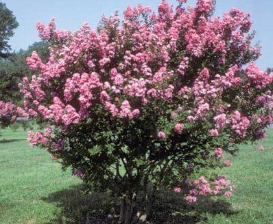 Large HOPI Crape Myrtle, 2-4ft Tall When Shipped, Matures 8-10ft, 1 Tree, Beautiful Bright Pink, (Shipped Well Rooted in Pots with Soil)