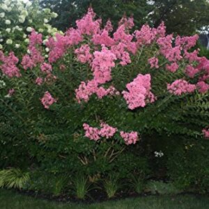 Large HOPI Crape Myrtle, 2-4ft Tall When Shipped, Matures 8-10ft, 1 Tree, Beautiful Bright Pink, (Shipped Well Rooted in Pots with Soil)