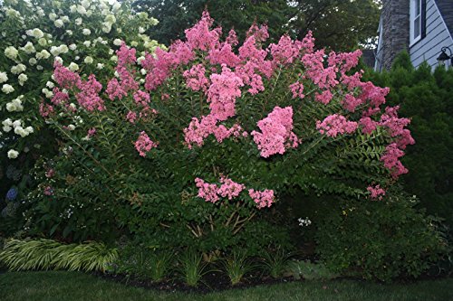 Large HOPI Crape Myrtle, 2-4ft Tall When Shipped, Matures 8-10ft, 1 Tree, Beautiful Bright Pink, (Shipped Well Rooted in Pots with Soil)