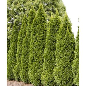 emerald green arborvitae (thuja) starter hedge kit, live evergreen bareroot plants, 12 to 18 inches tall (10-pack)