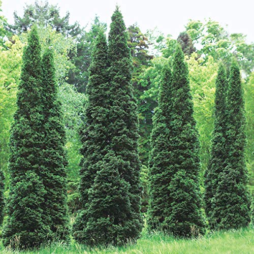 Emerald Green Arborvitae (Thuja) Starter Hedge Kit, Live Evergreen Bareroot Plants, 12 to 18 inches Tall (10-Pack)