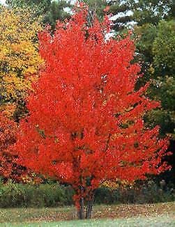 Brandywine Maple Shade Tree Red to Purple Stunning Color 18-24 inches Tall