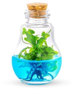 venus fly trap, grow your own venus flytrap in a 100% self sustaining glass terrarium, maintenance free, easy to grow, healthy growth guarantee