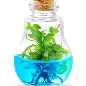 Venus Fly Trap, Grow Your Own Venus Flytrap in a 100% Self Sustaining Glass Terrarium, Maintenance Free, Easy to Grow, Healthy Growth Guarantee