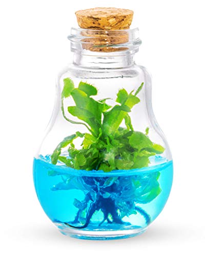 Venus Fly Trap, Grow Your Own Venus Flytrap in a 100% Self Sustaining Glass Terrarium, Maintenance Free, Easy to Grow, Healthy Growth Guarantee