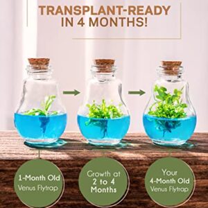 Venus Fly Trap, Grow Your Own Venus Flytrap in a 100% Self Sustaining Glass Terrarium, Maintenance Free, Easy to Grow, Healthy Growth Guarantee