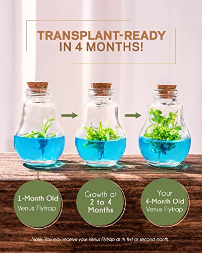 Venus Fly Trap, Grow Your Own Venus Flytrap in a 100% Self Sustaining Glass Terrarium, Maintenance Free, Easy to Grow, Healthy Growth Guarantee