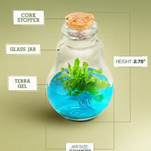 Venus Fly Trap, Grow Your Own Venus Flytrap in a 100% Self Sustaining Glass Terrarium, Maintenance Free, Easy to Grow, Healthy Growth Guarantee