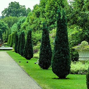 Hetzi Juniper | 3 Live Gallon Size Trees | Juniperus Chinensis | Drought Tolerant Cold Hardy Evergreen Privacy Screening Plants