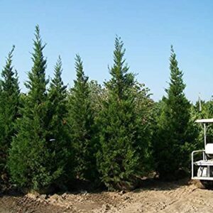 Hetzi Juniper | 3 Live Gallon Size Trees | Juniperus Chinensis | Drought Tolerant Cold Hardy Evergreen Privacy Screening Plants