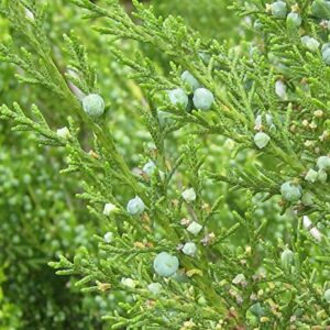 Hetzi Juniper | 3 Live Gallon Size Trees | Juniperus Chinensis | Drought Tolerant Cold Hardy Evergreen Privacy Screening Plants