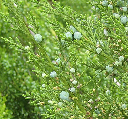 Hetzi Juniper | 3 Live Gallon Size Trees | Juniperus Chinensis | Drought Tolerant Cold Hardy Evergreen Privacy Screening Plants