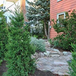 Hetzi Juniper | 3 Live Gallon Size Trees | Juniperus Chinensis | Drought Tolerant Cold Hardy Evergreen Privacy Screening Plants