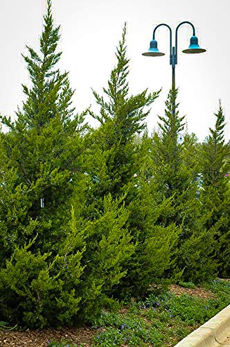 Hetzi Juniper | 3 Live Gallon Size Trees | Juniperus Chinensis | Drought Tolerant Cold Hardy Evergreen Privacy Screening Plants