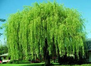 4 bright green weeping willow cuttings, grow 4 trees – wisconsin weeping willow root stock –