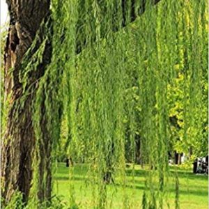 4 Bright Green Weeping Willow Cuttings, Grow 4 Trees - Wisconsin Weeping Willow Root Stock -