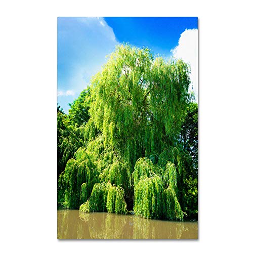 4 Bright Green Weeping Willow Cuttings, Grow 4 Trees - Wisconsin Weeping Willow Root Stock -