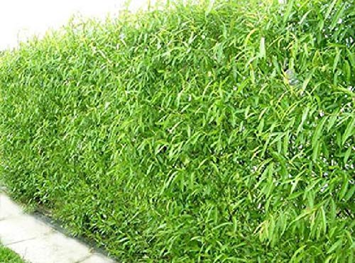 20 Thin Hybrid Willow Trees - Pencil Sizer or Smaller - Grow 20 Trees