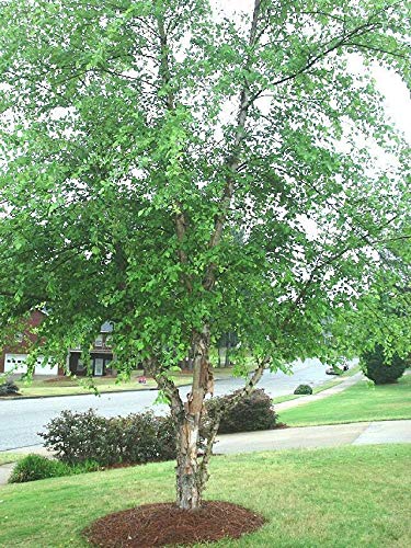 River Birch, (Black Birch), Betula nigra, 150 Seeds (BTL) (Fast, Hardy, Fall Color) - Fresh Seeds