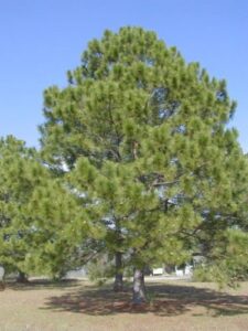 loblolly pine, pinus taeda, tree seeds (fast, evergreen) (20)