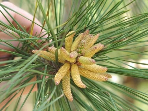 Loblolly Pine, Pinus taeda, Tree Seeds (Fast, Evergreen) (20)