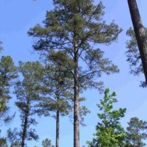 Loblolly Pine, Pinus taeda, Tree Seeds (Fast, Evergreen) (20)