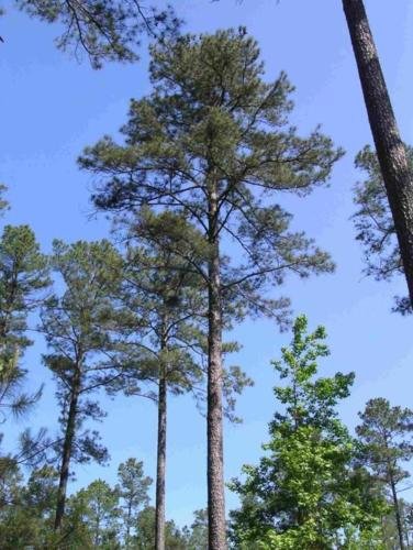 Loblolly Pine, Pinus taeda, Tree Seeds (Fast, Evergreen) (20)