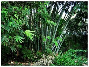 non-invasive clumping giant bamboo seed – approximately 25 seeds – male or solid bamboo – growing instructions will be included