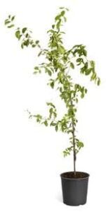 brighter blooms barbados cherry tree, 3 gallon