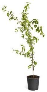 Brighter Blooms Barbados Cherry Tree, 3 Gallon