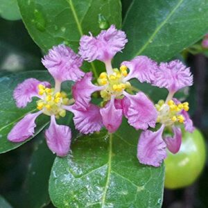 Brighter Blooms Barbados Cherry Tree, 3 Gallon