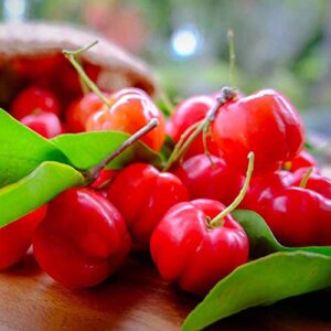 Brighter Blooms Barbados Cherry Tree, 3 Gallon