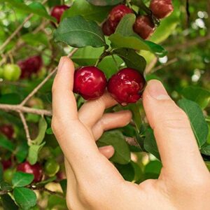 Brighter Blooms Barbados Cherry Tree, 3 Gallon