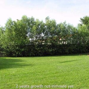 50 Fast Growing Trees - Hybrid Willow Tree Cuttings to Grow for Privacy or Shade - Guaranteed to Grow