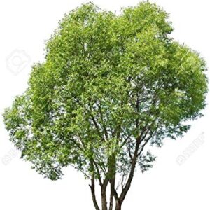 50 Fast Growing Trees - Hybrid Willow Tree Cuttings to Grow for Privacy or Shade - Guaranteed to Grow