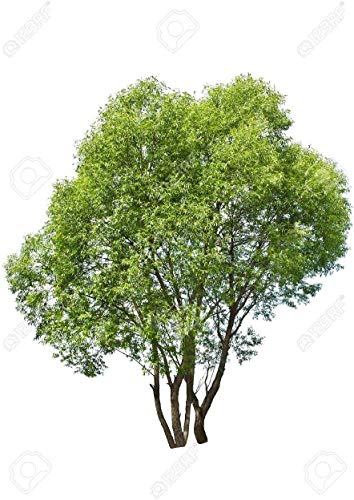 50 Fast Growing Trees - Hybrid Willow Tree Cuttings to Grow for Privacy or Shade - Guaranteed to Grow