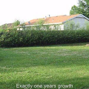 50 Fast Growing Trees - Hybrid Willow Tree Cuttings to Grow for Privacy or Shade - Guaranteed to Grow