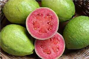 guava, psidium guajava, 50 tree seeds (edible fruit, fast growing)